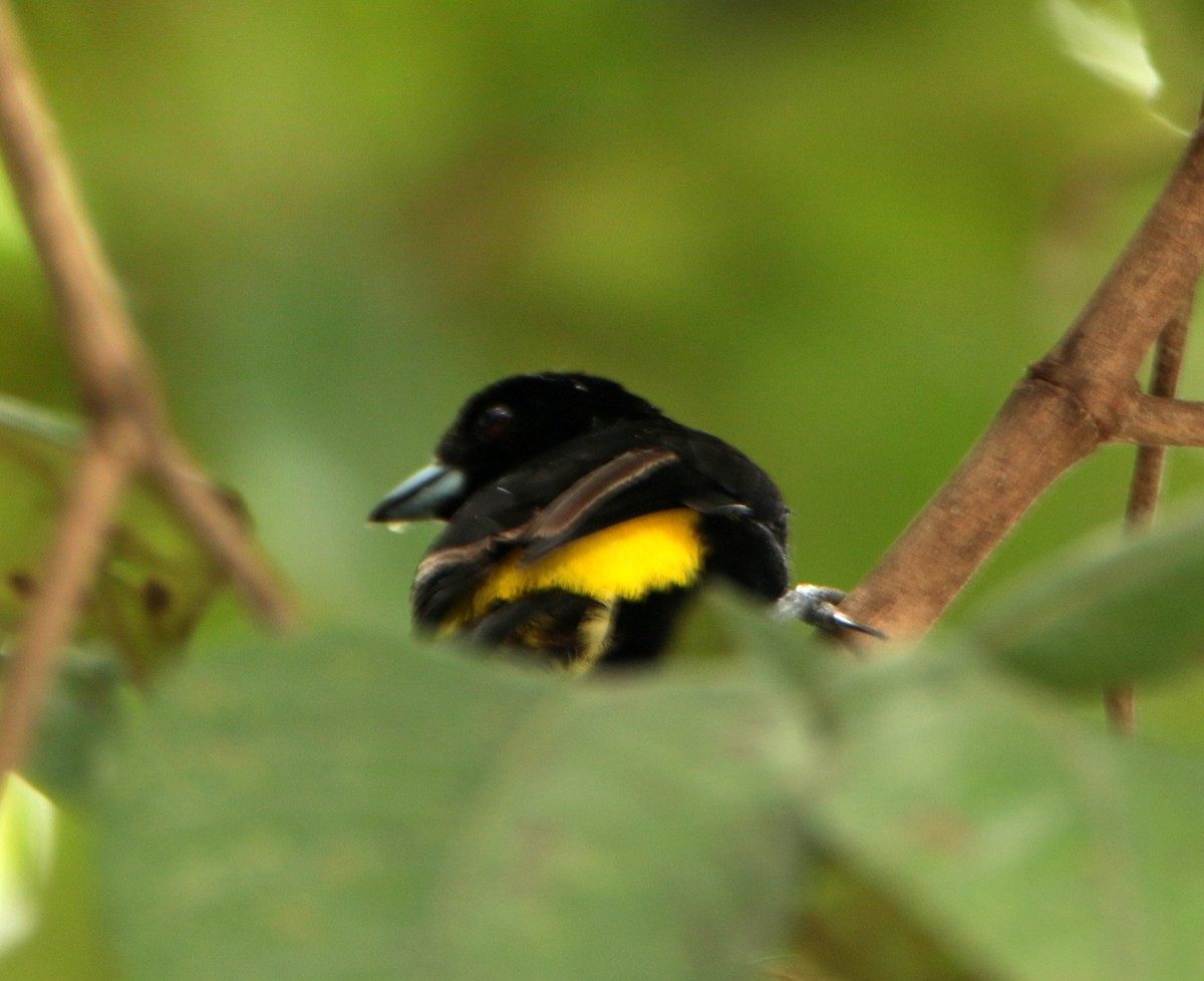 Flame-rumped Tanager (Lemon-rumped) - ML36248011