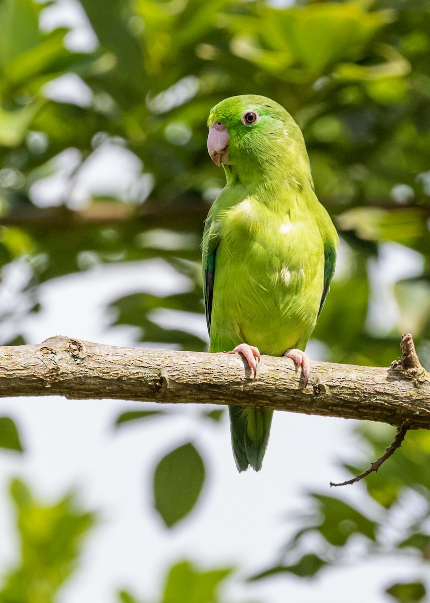 Spectacled Parrotlet - ML362484271