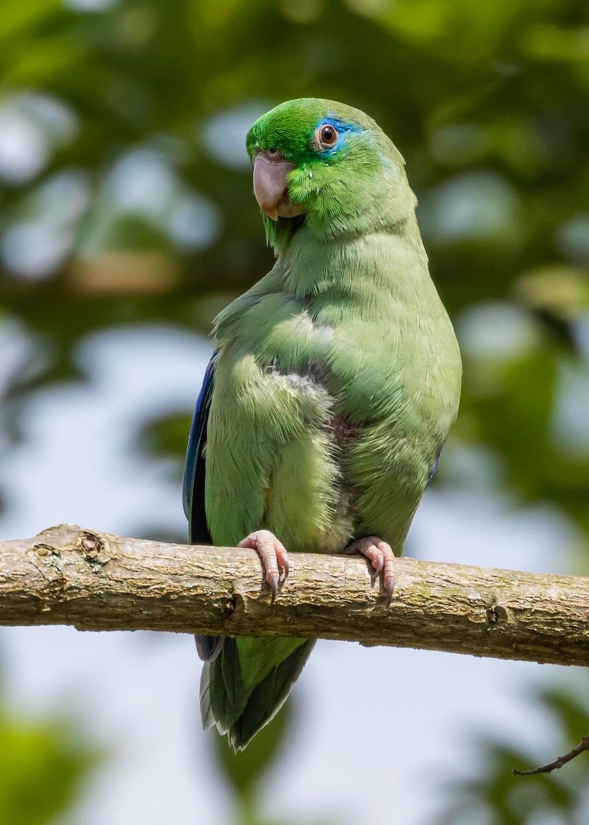 Spectacled Parrotlet - ML362484291