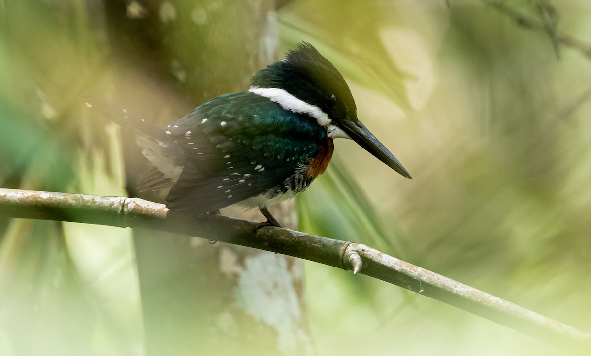 Green Kingfisher - David Monroy Rengifo