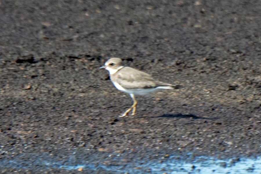 Semipalmated Plover - ML362488621