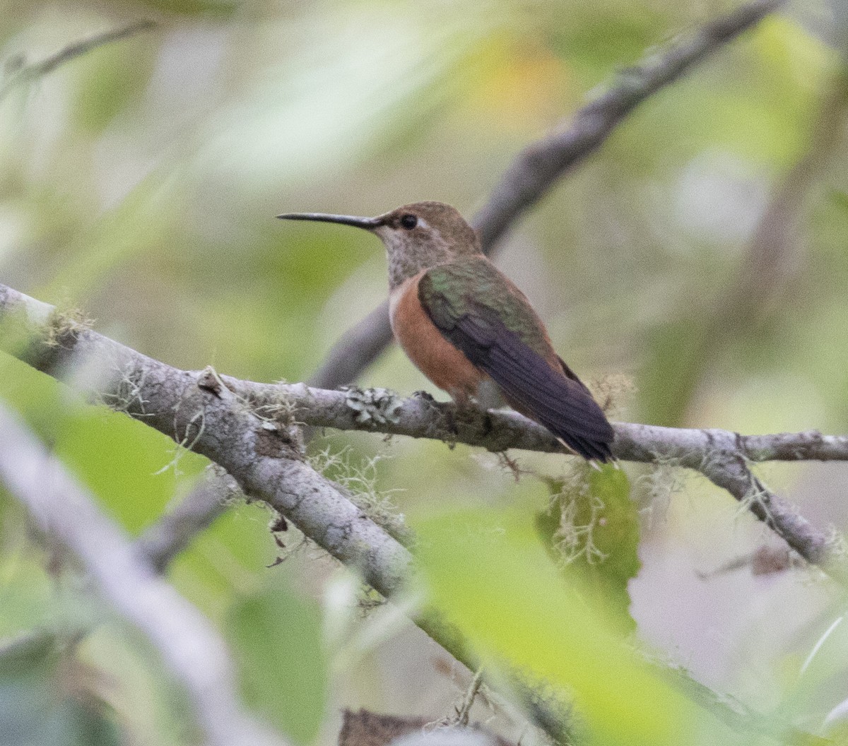 Rufous/Allen's Hummingbird - ML362493411