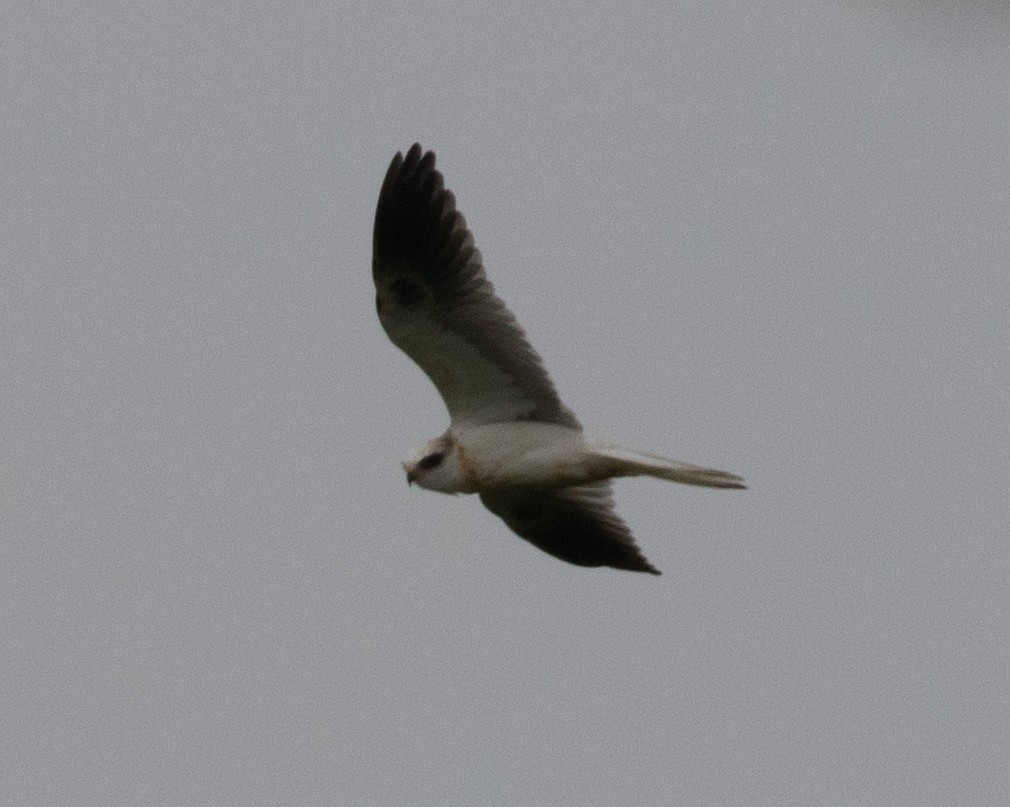 White-tailed Kite - ML362493471