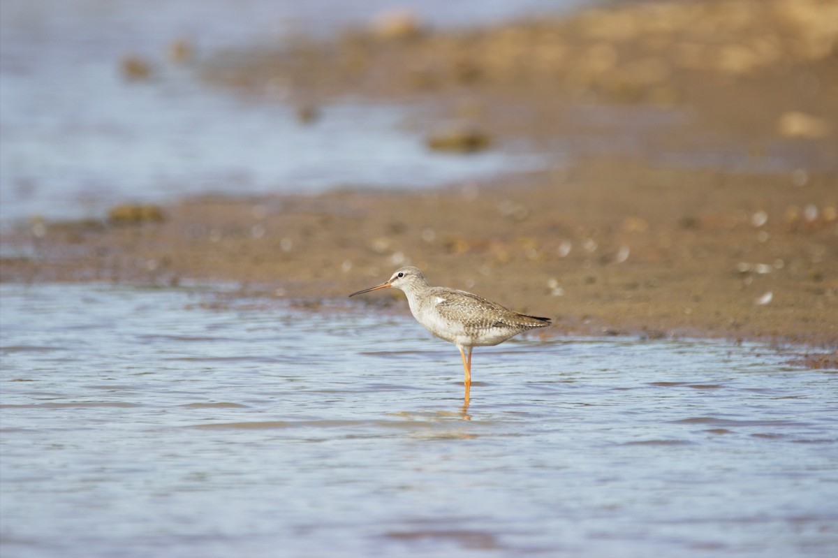 Spotted Redshank - ML36249441