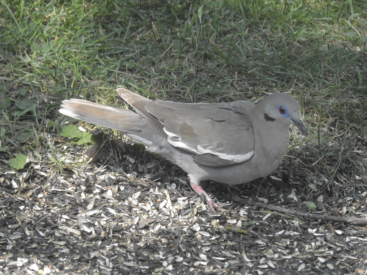 White-winged Dove - ML362496021