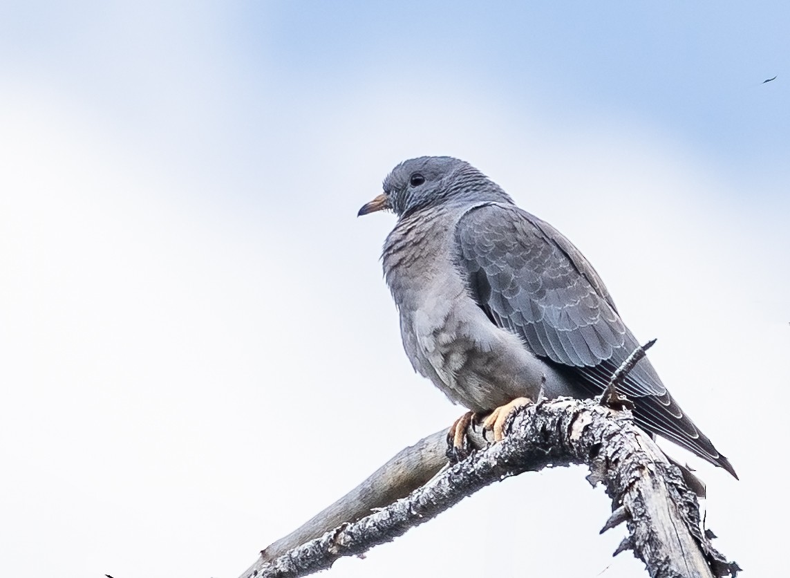 Band-tailed Pigeon - Tom Wilberding
