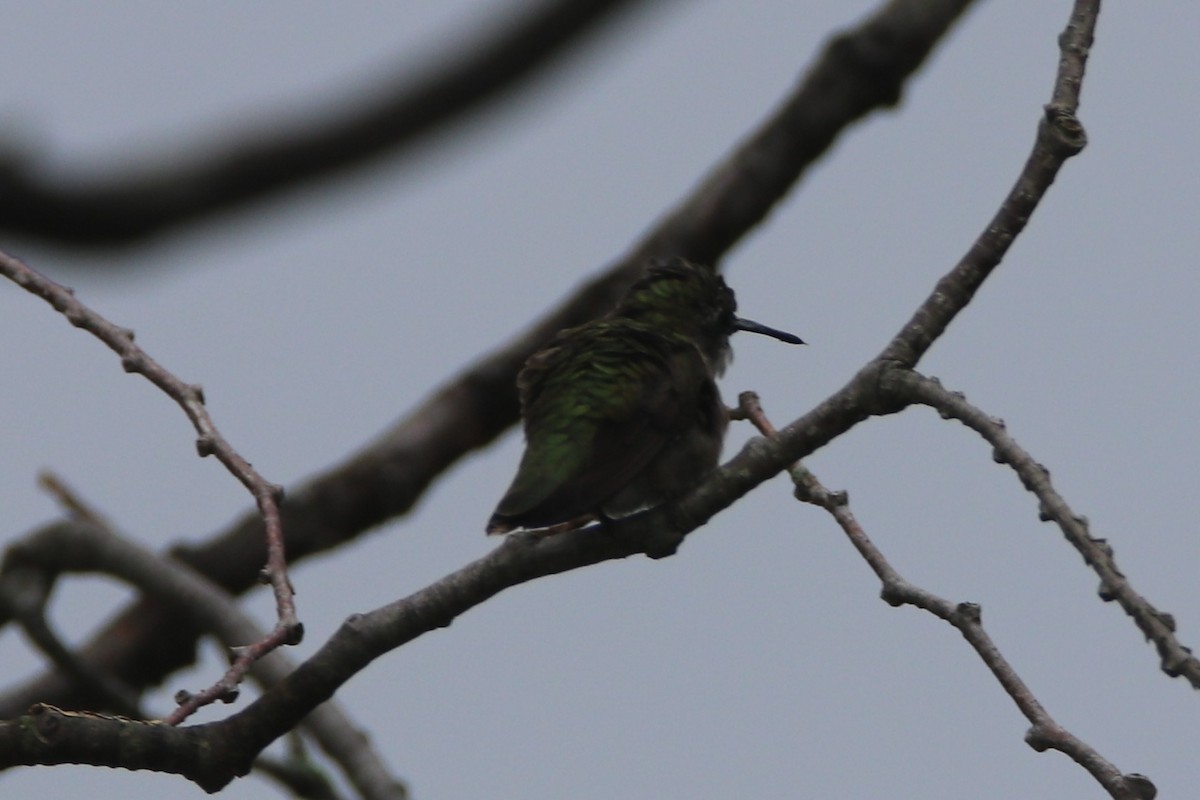 Ruby-throated Hummingbird - ML362499611