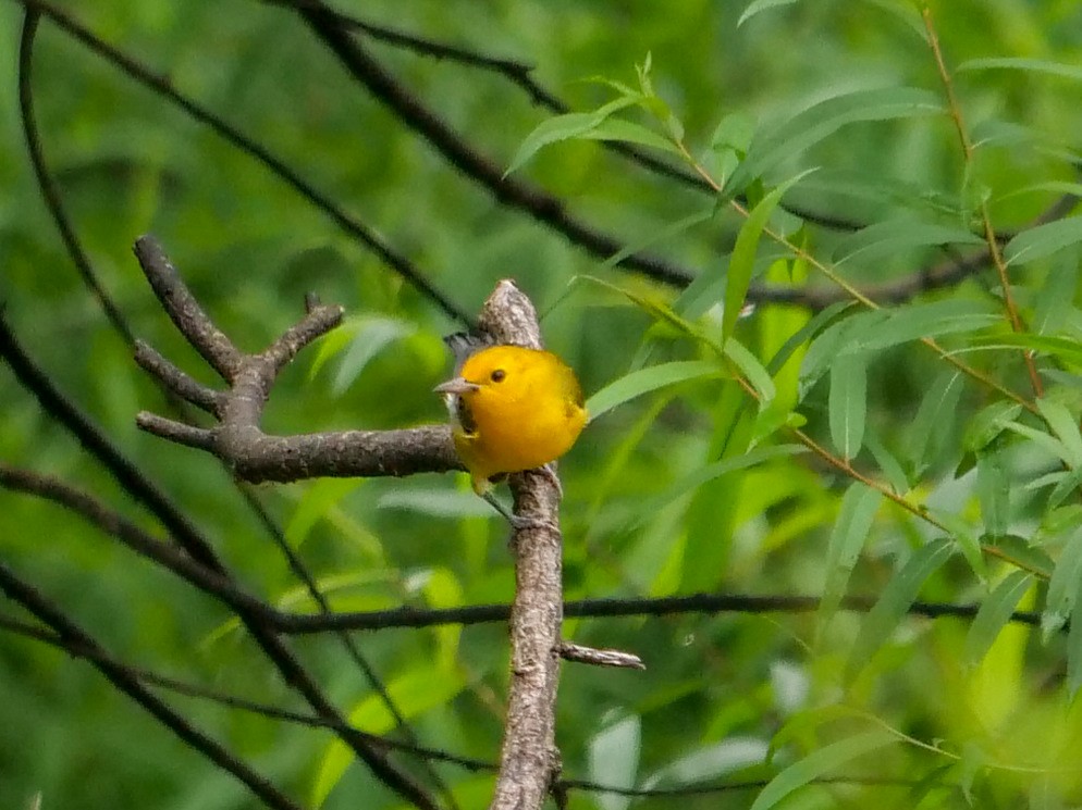 Prothonotary Warbler - ML362499811