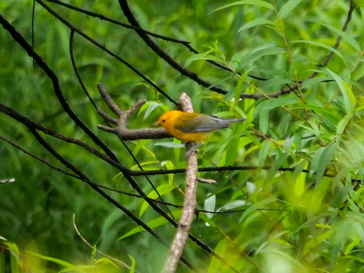 Prothonotary Warbler - ML362499831