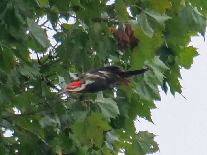 Pileated Woodpecker - Roger Horn