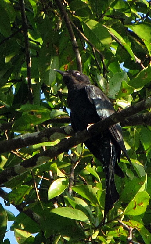 Fork-tailed Drongo-Cuckoo - ML36250191