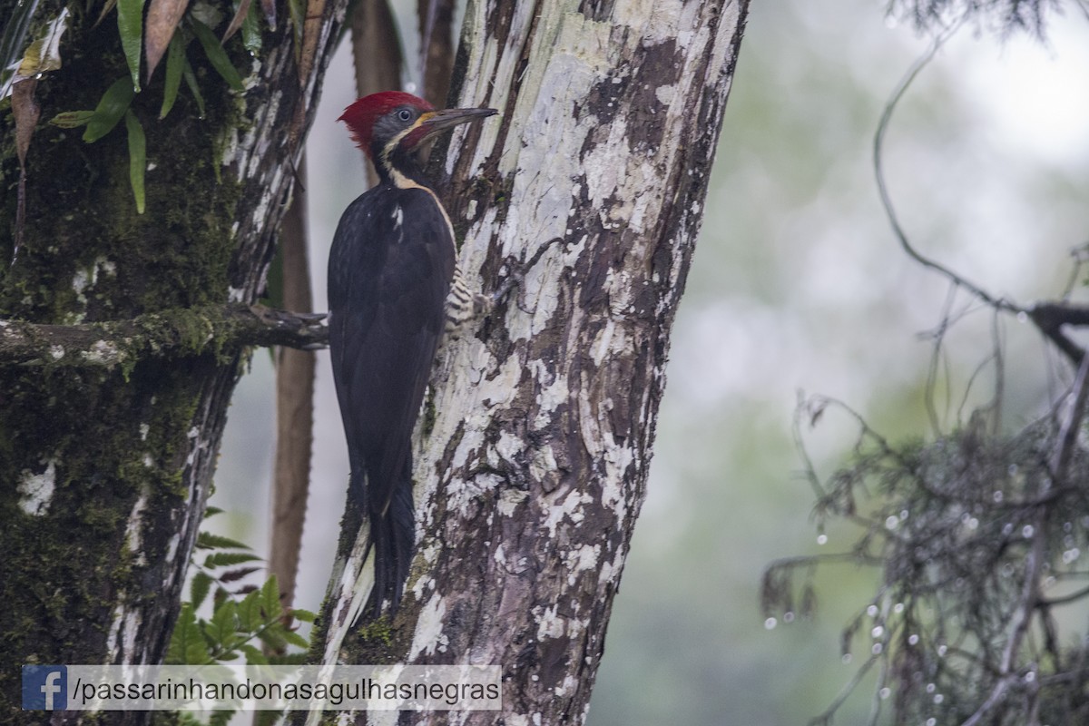 Lineated Woodpecker - Hudson - BirdsRio