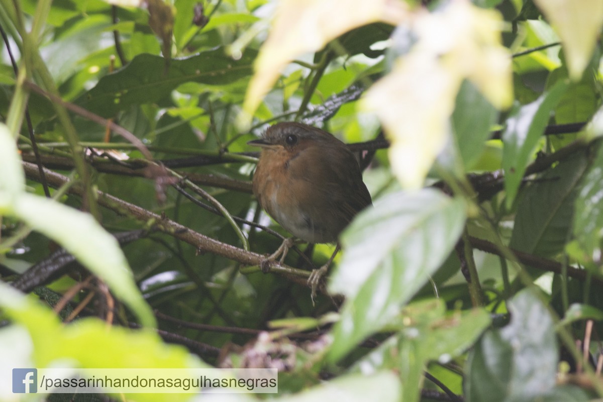 Rufous Gnateater - Hudson - BirdsRio