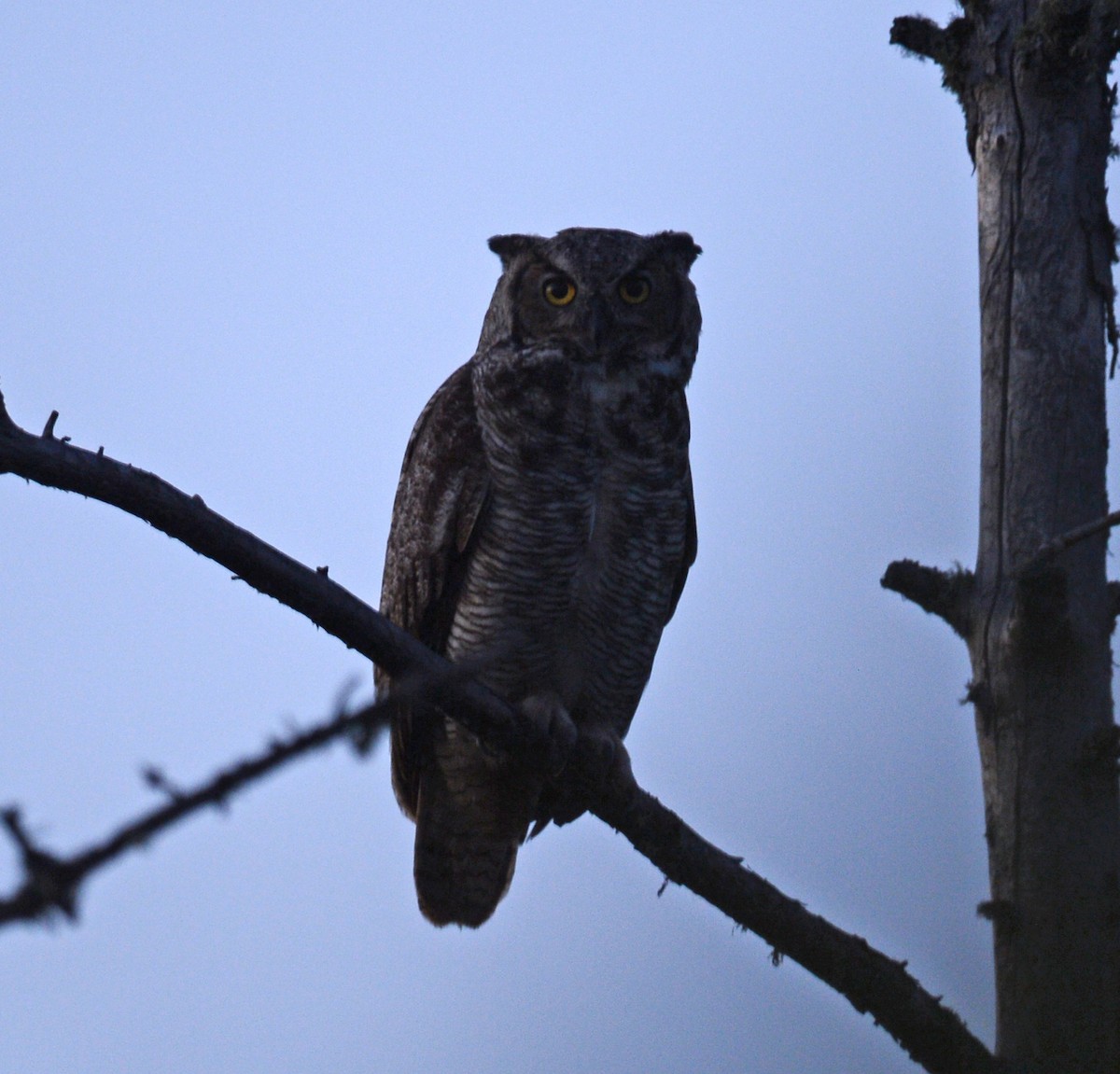 Great Horned Owl - ML36250601