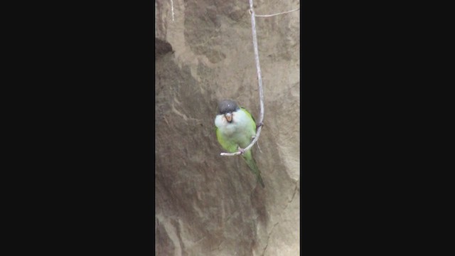 Gray-hooded Parakeet - ML362508811