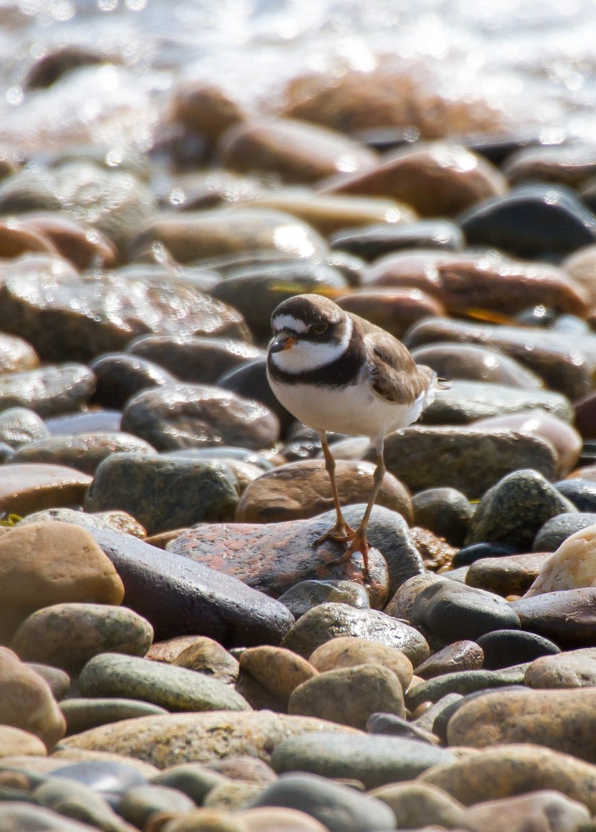 Semipalmated Plover - ML362511451