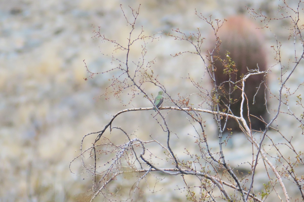 Black-chinned Hummingbird - Rishi Palit