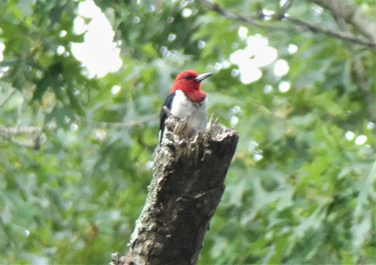 Red-headed Woodpecker - ML362512881