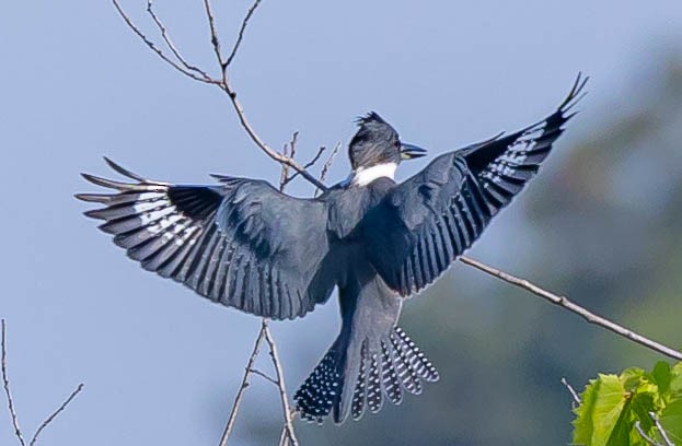 Belted Kingfisher - ML362514271
