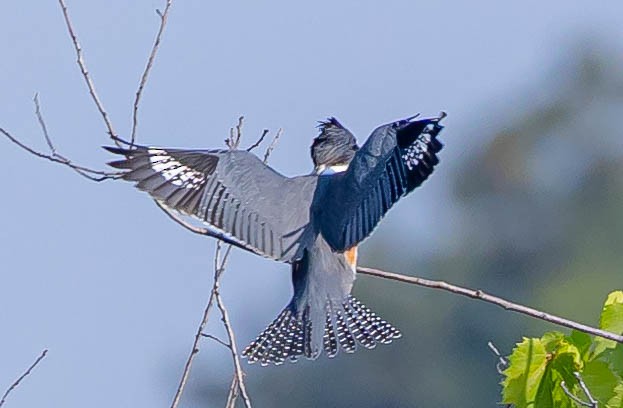 Belted Kingfisher - ML362514311