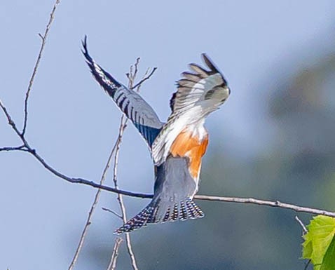 Belted Kingfisher - ML362514321