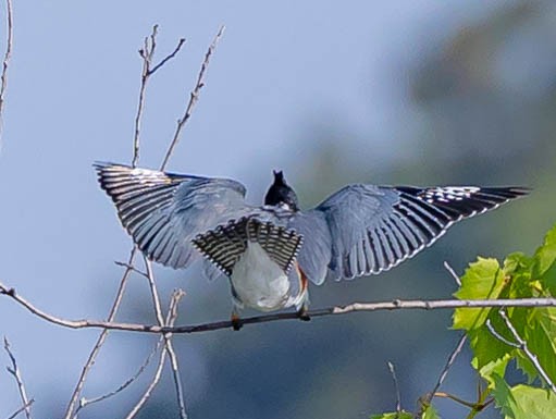 Belted Kingfisher - ML362514341
