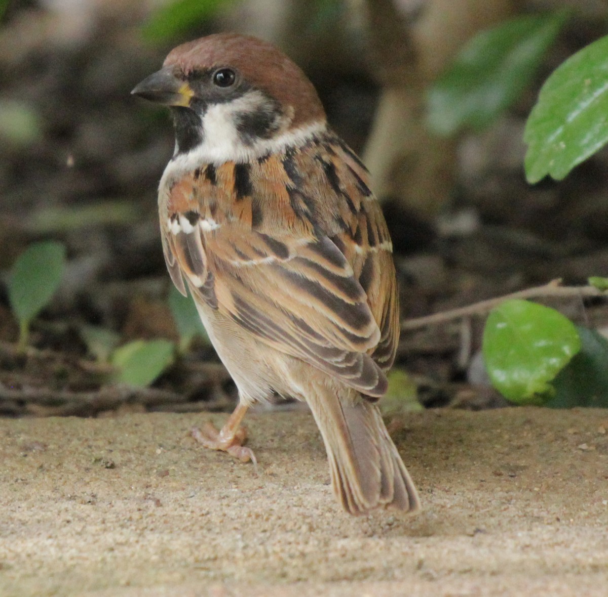 Eurasian Tree Sparrow - Doug Korver