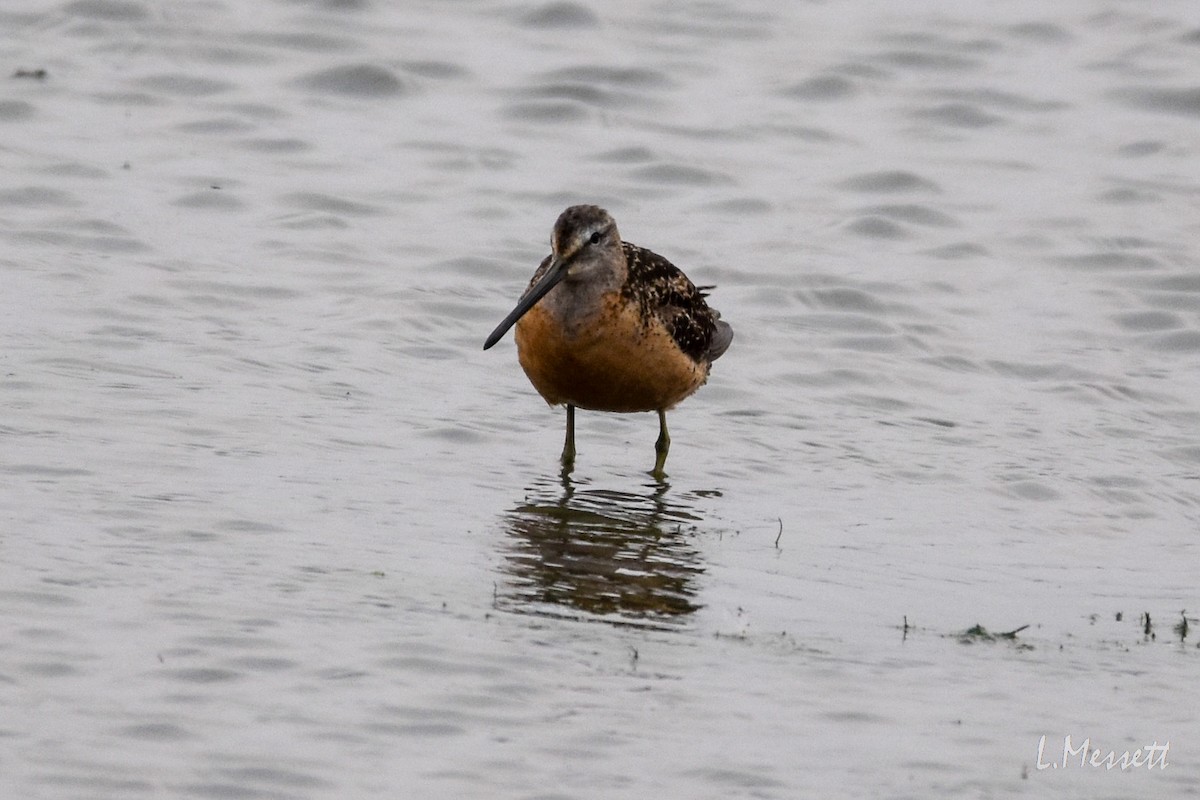 Long-billed Dowitcher - ML362517801