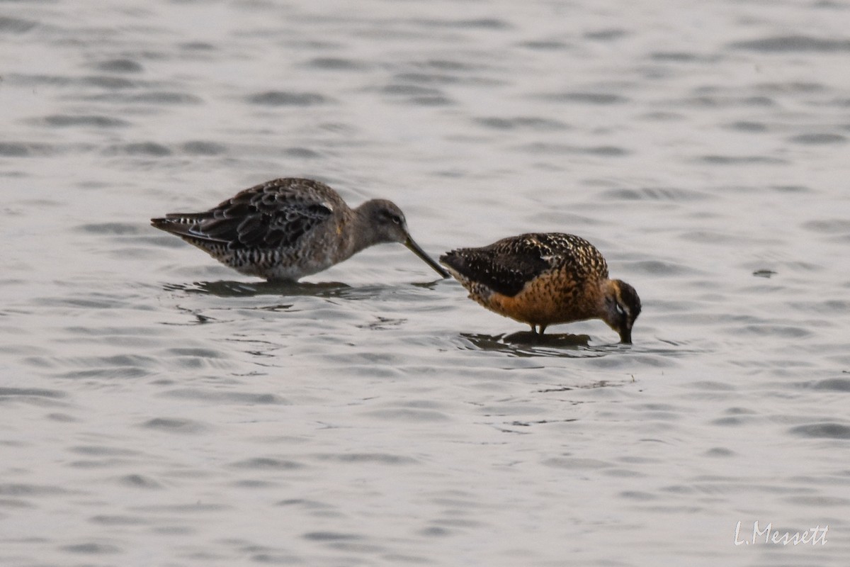 Long-billed Dowitcher - ML362517821