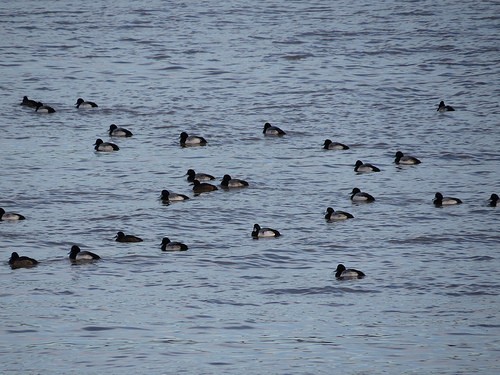 Greater Scaup - Brian Wulker