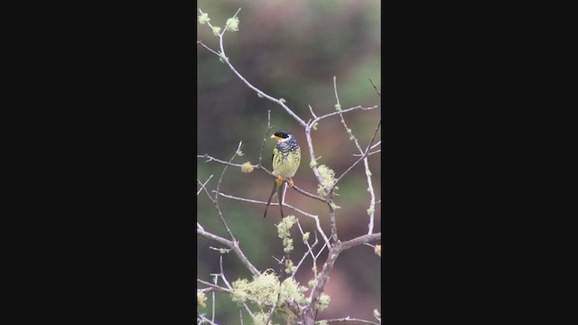 Swallow-tailed Cotinga (Palkachupa) - ML362523641