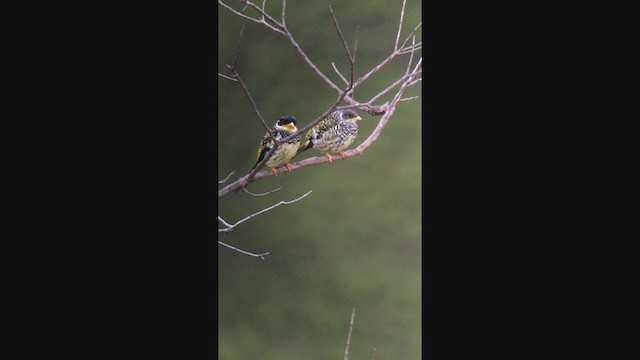 Swallow-tailed Cotinga (Palkachupa) - ML362523901