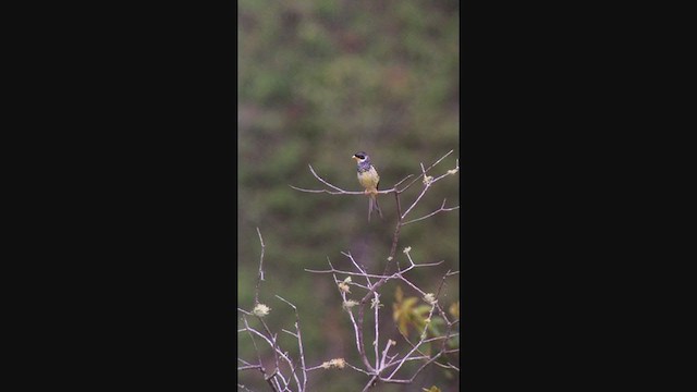 Swallow-tailed Cotinga (Palkachupa) - ML362524091