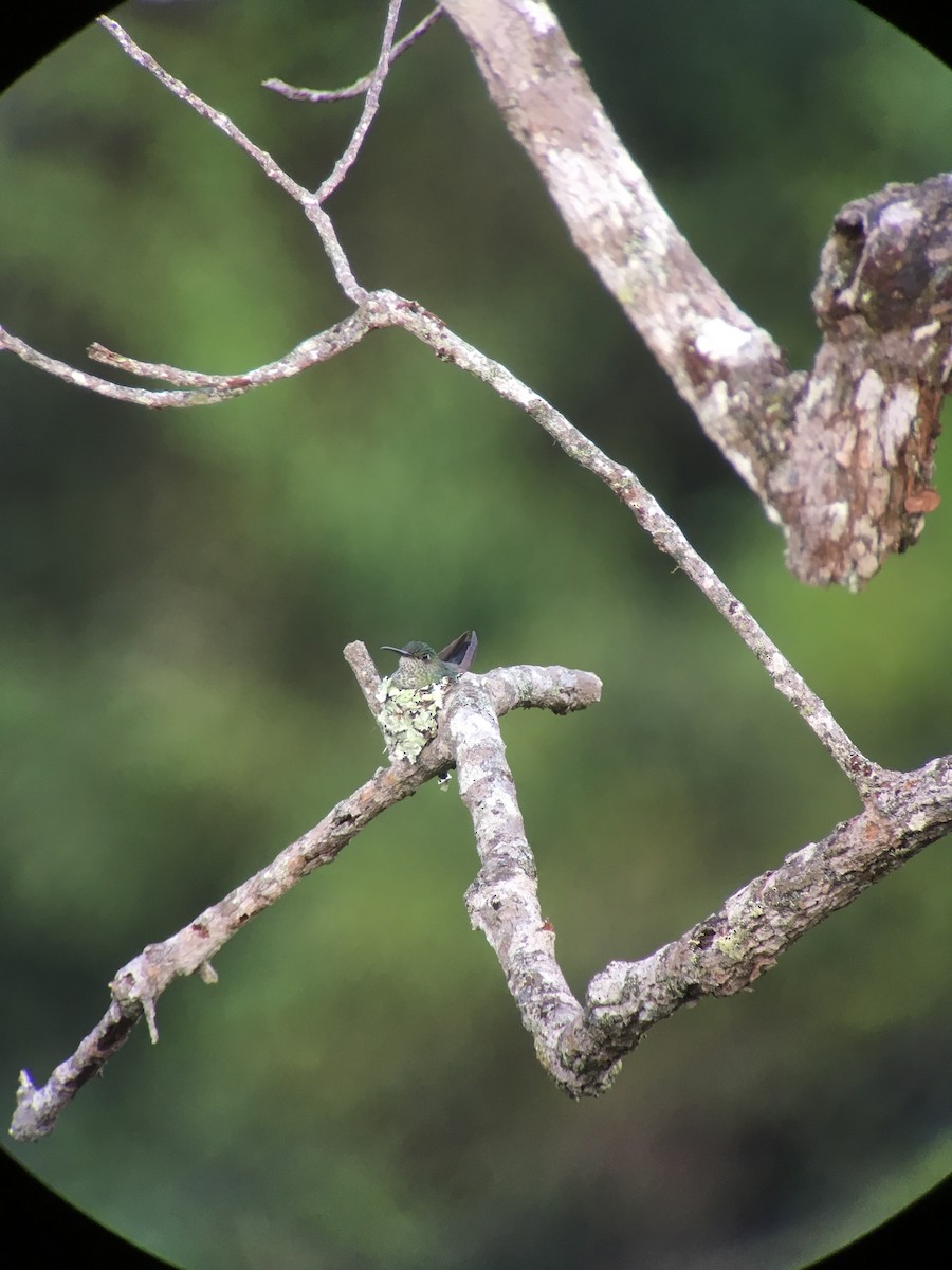 Many-spotted Hummingbird - ML362527861