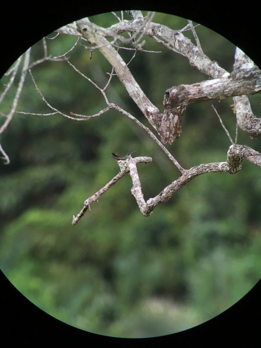 Many-spotted Hummingbird - ML362527871