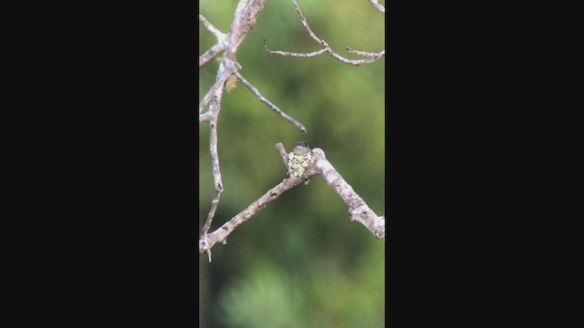Many-spotted Hummingbird - ML362528131
