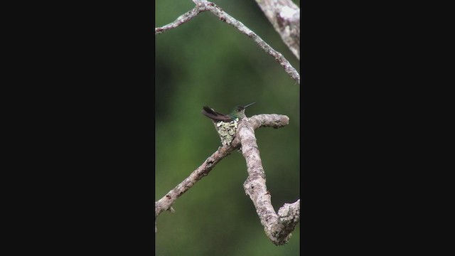 Many-spotted Hummingbird - ML362528171