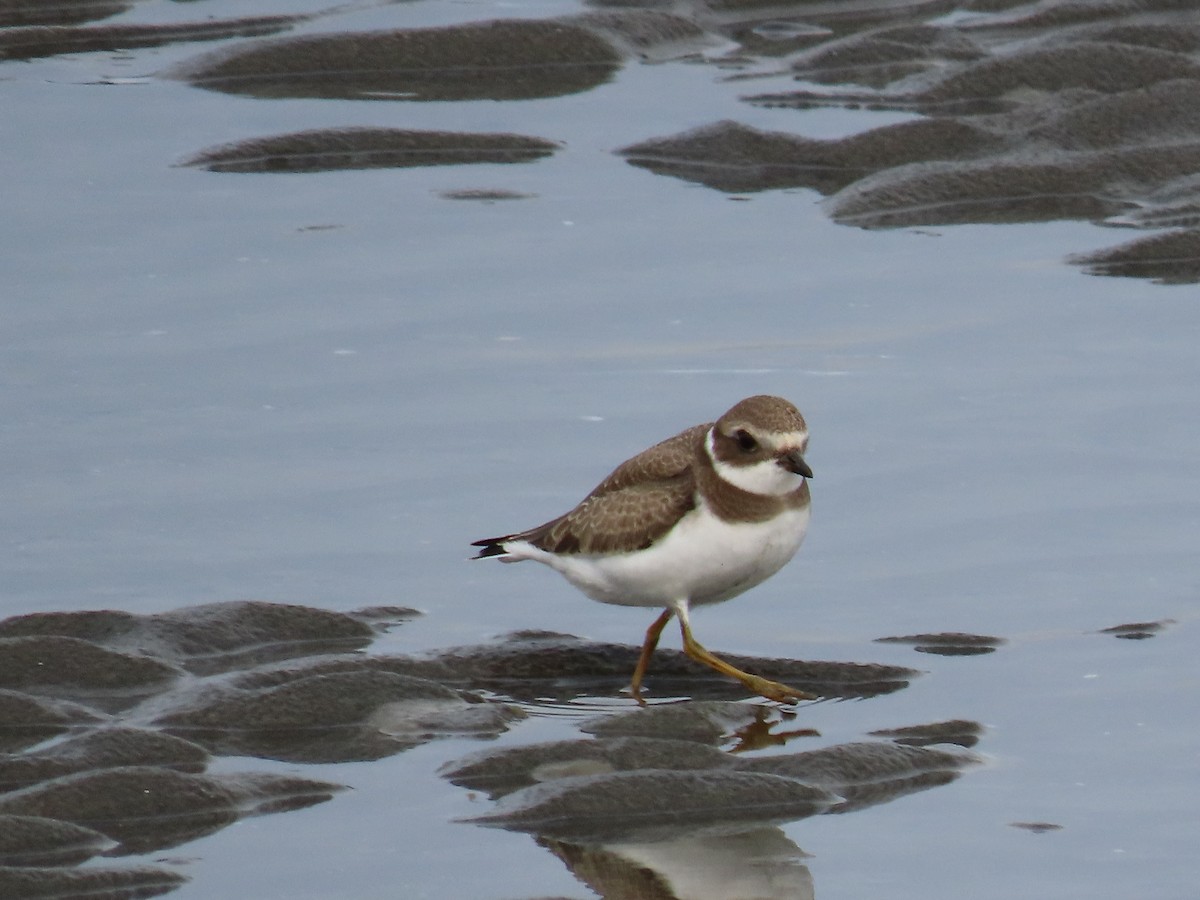 Semipalmated Plover - ML362530431