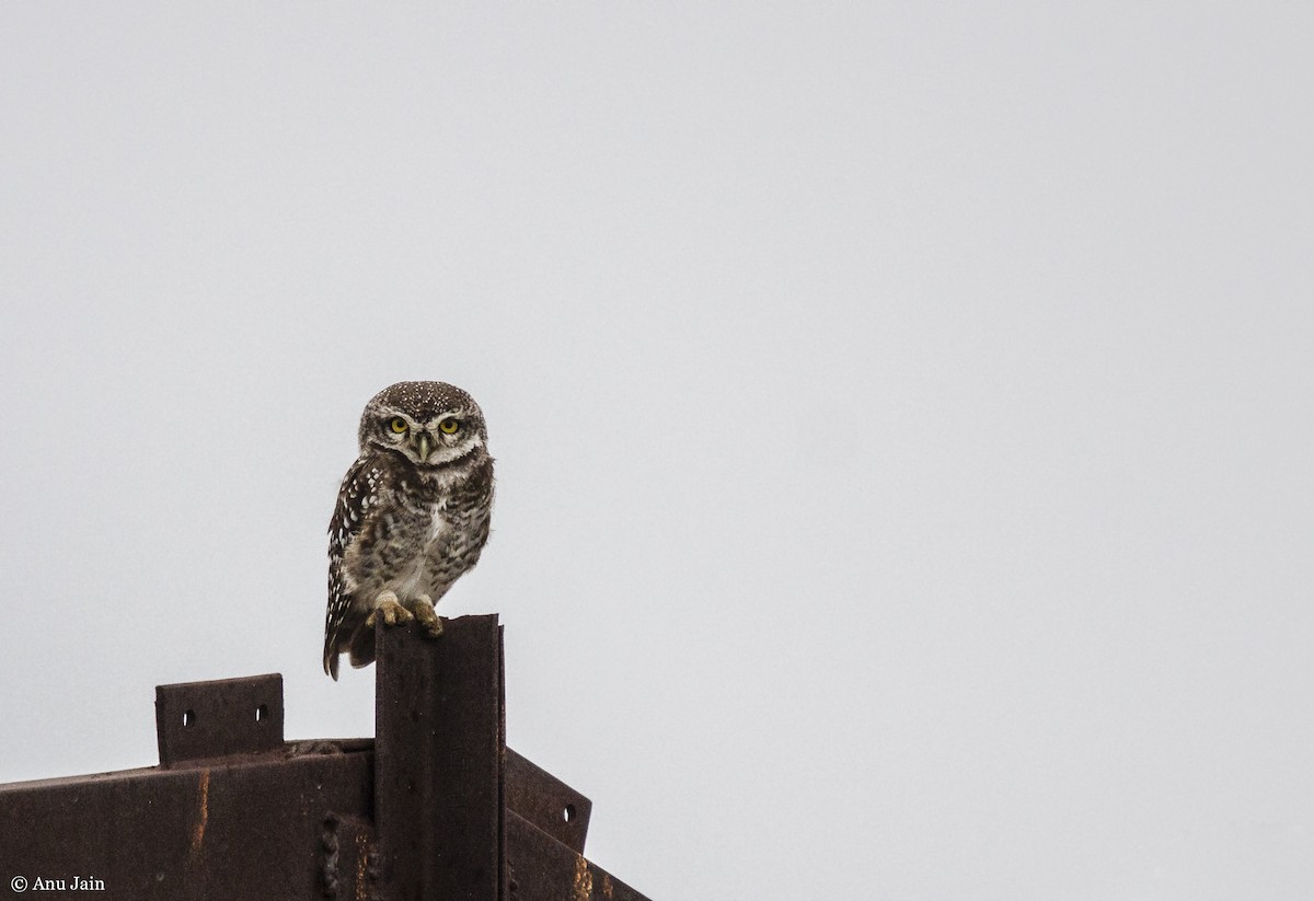 Spotted Owlet - Anu Jain