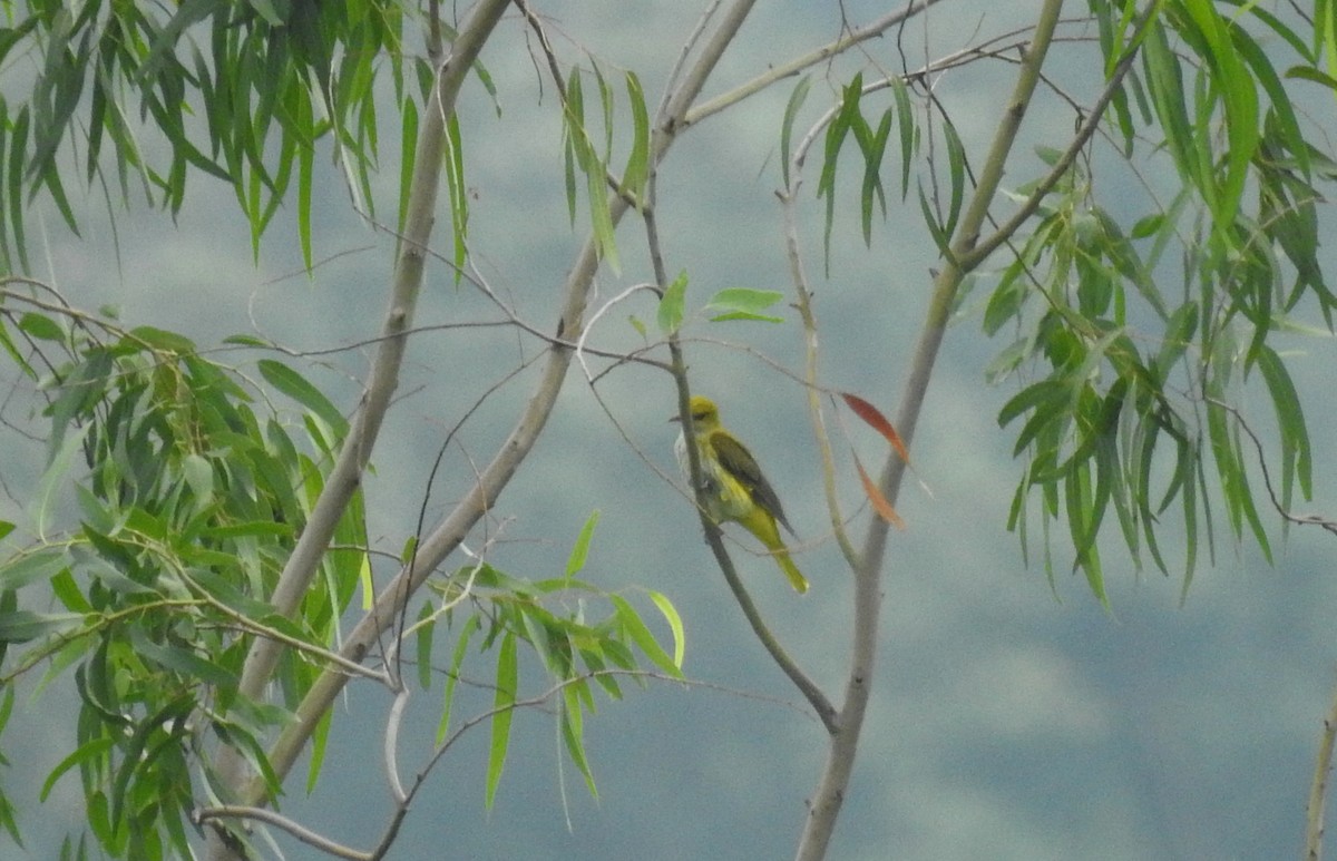 Indian Golden Oriole - Anonymous