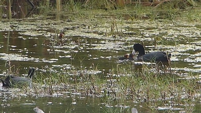 Slate-colored Coot (White-billed) - ML362540121