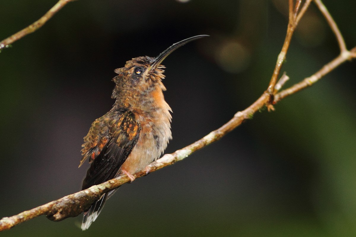 kolibřík proužkohrdlý - ML362540721