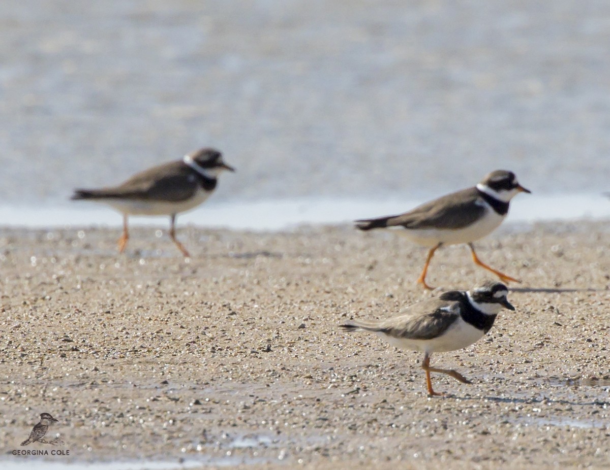 Common Ringed Plover - ML362549371