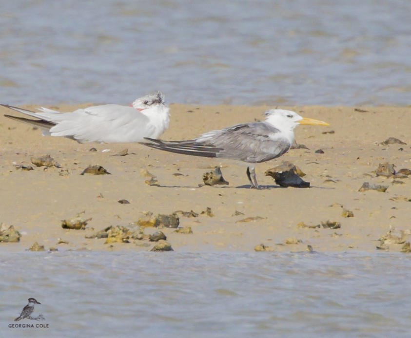 Great Crested Tern - ML362549571