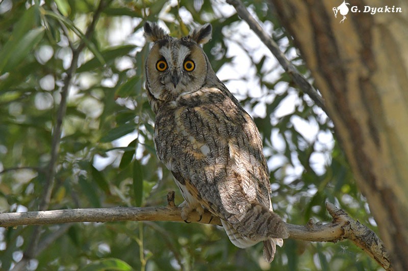 Long-eared Owl - Gennadiy Dyakin
