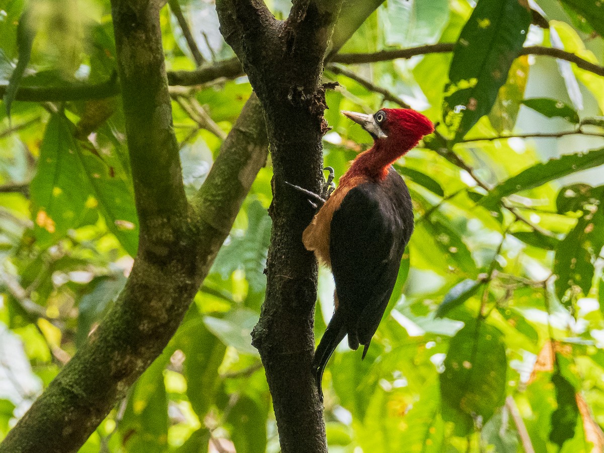 Red-necked Woodpecker - ML362552481