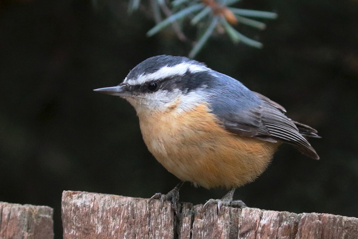 Red-breasted Nuthatch - Douglas Faulder