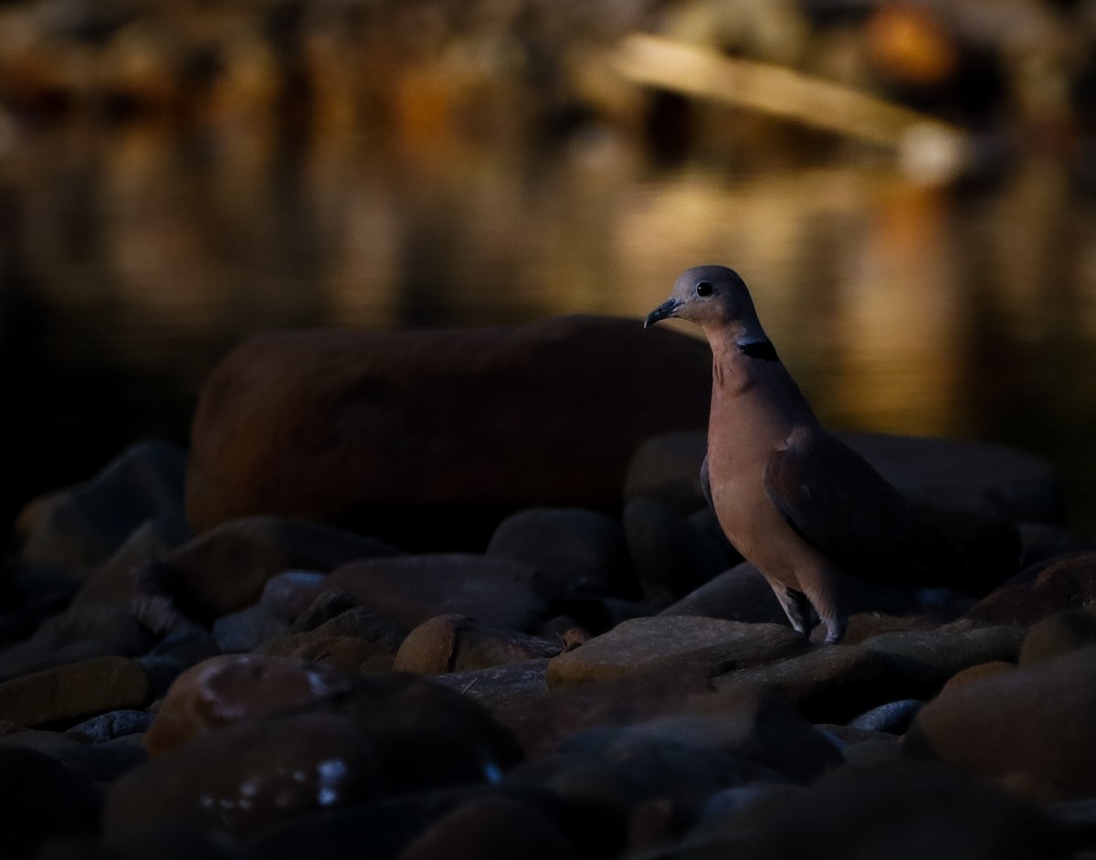 Red Collared-Dove - ML362559121