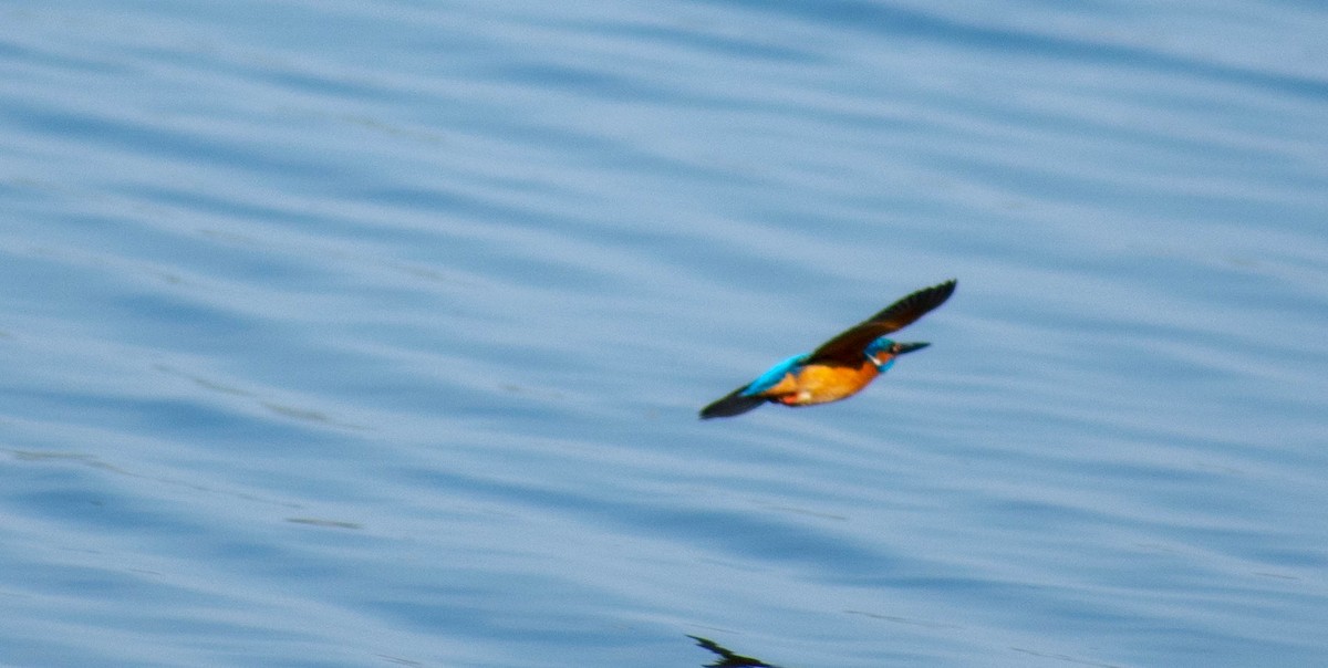 Common Kingfisher - Andrii Radzhabov