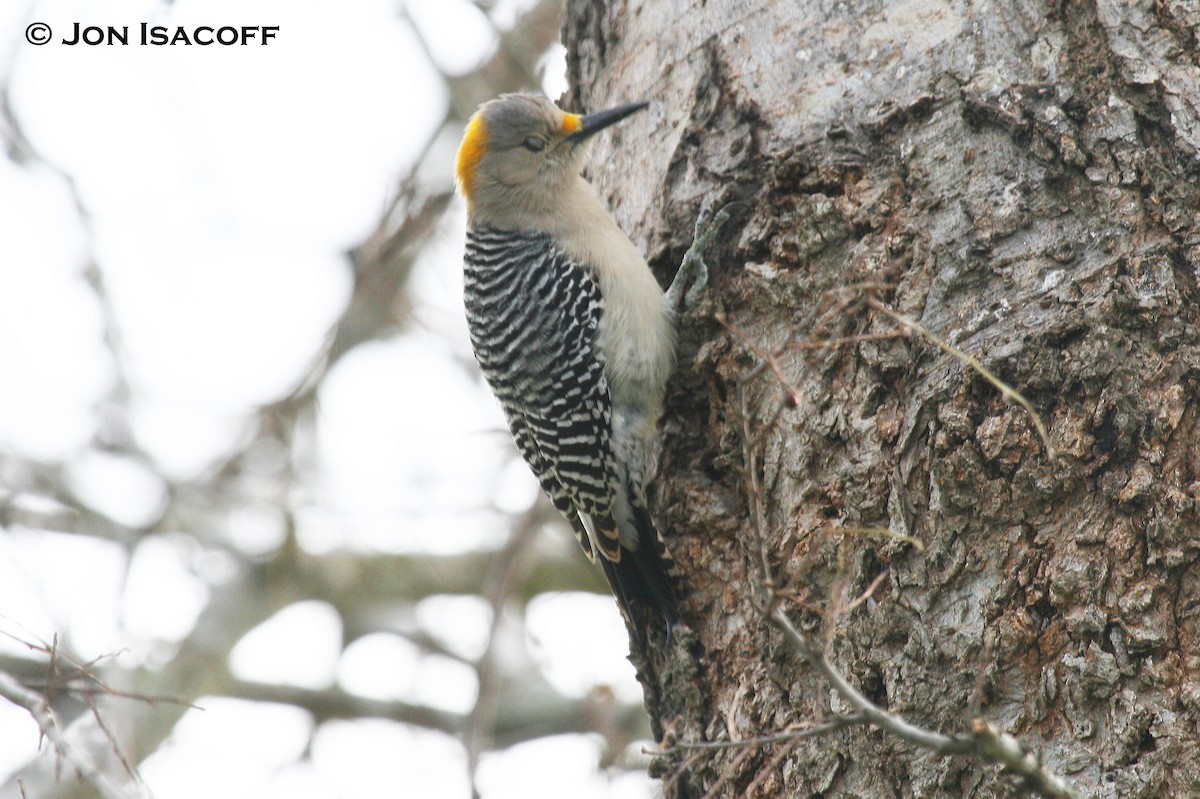 Golden-fronted Woodpecker (Northern) - ML36256521